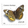 2006 Common Buckeye Butterfly