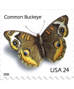 2006 Common Buckeye Butterfly